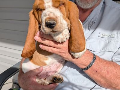 Euro Basset hound puppies