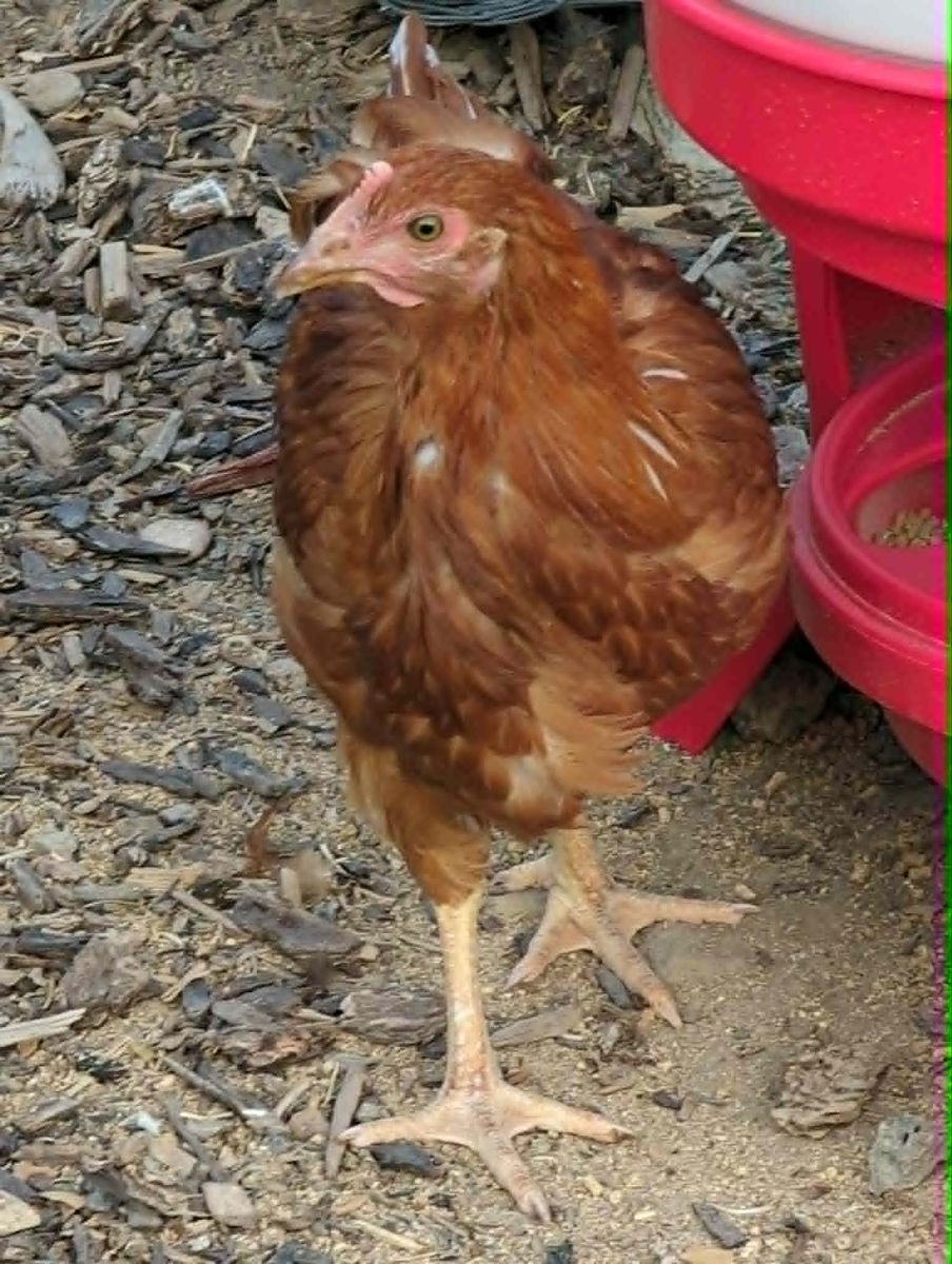 Golden Comet Pullets