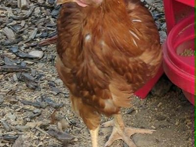 Golden Comet Pullets