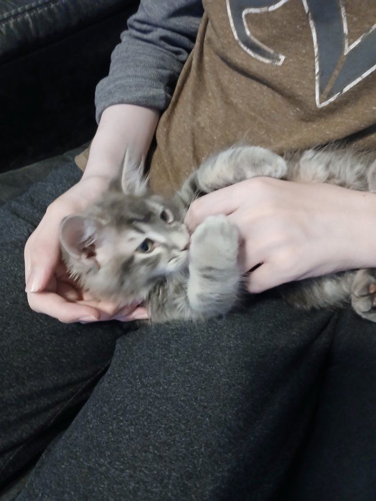 Adorable Fluffy Gray Kitten - Playful and Loving Pet