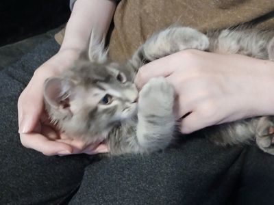 Adorable Fluffy Gray Kitten - Playful and Loving Pet