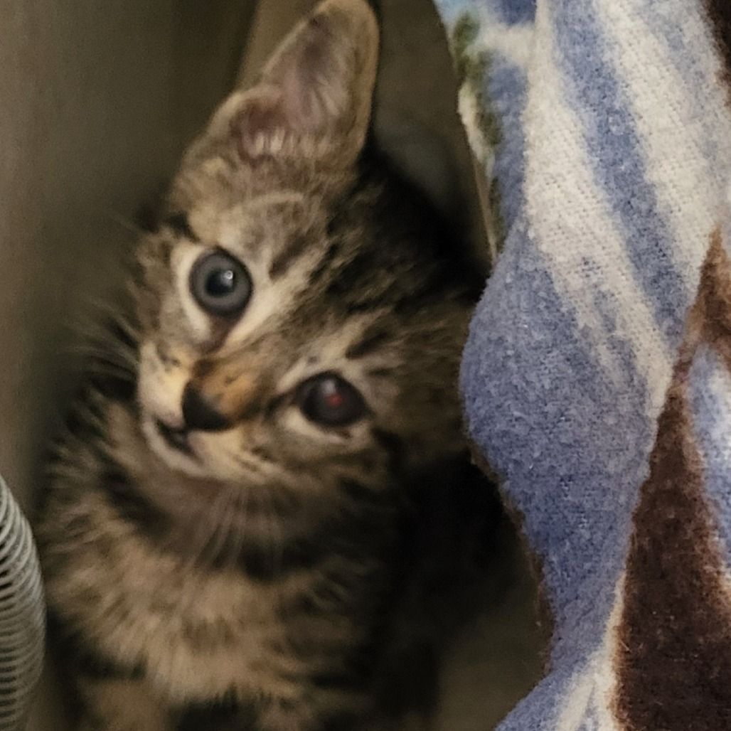 Hello my name is Hartford