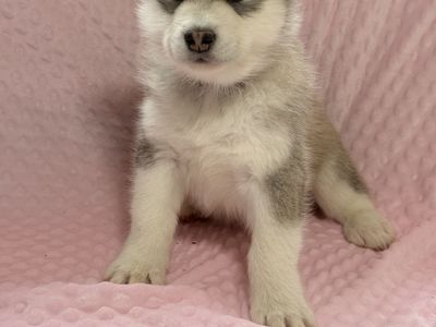 Husky/ Malamute MIx