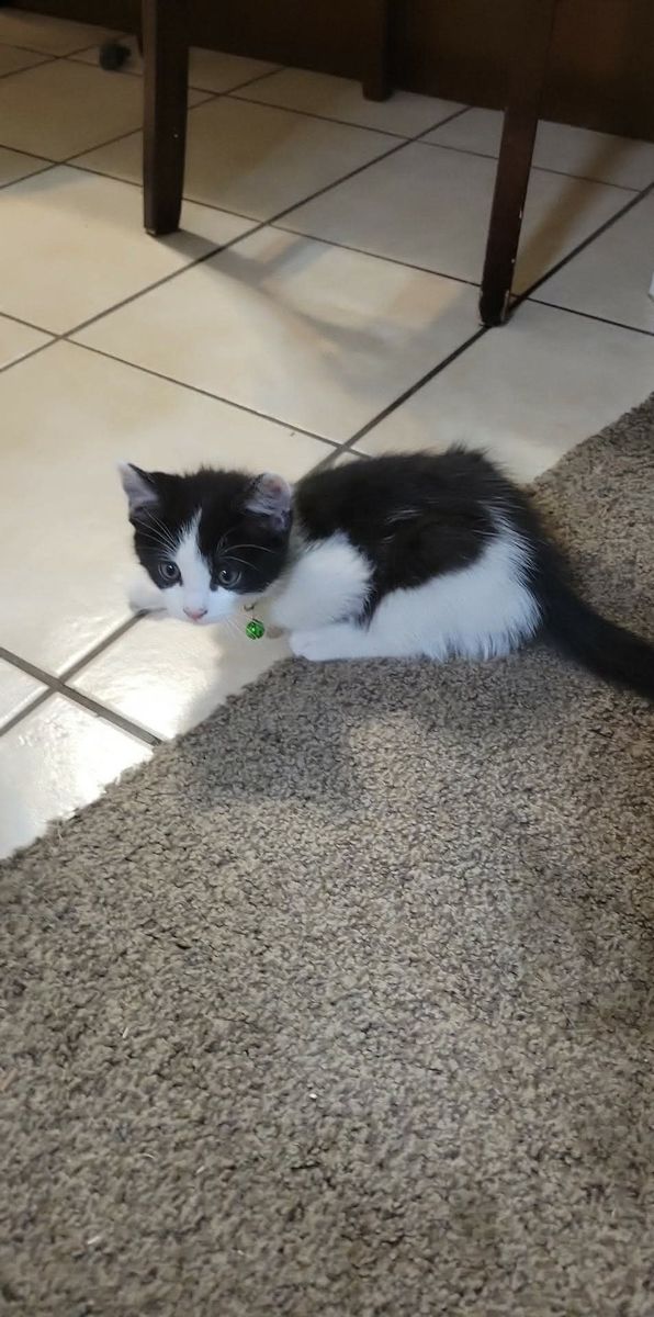Kitten