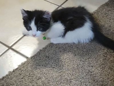 Kitten