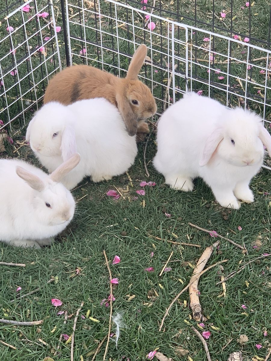 Purebred Young Holland Lop Bunnies