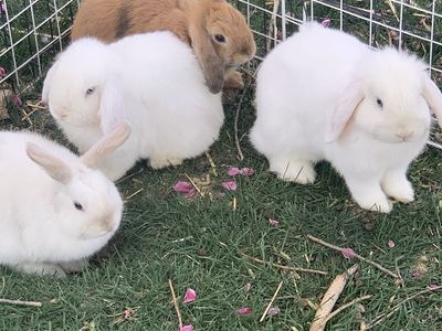 Purebred Young Holland Lop Bunnies