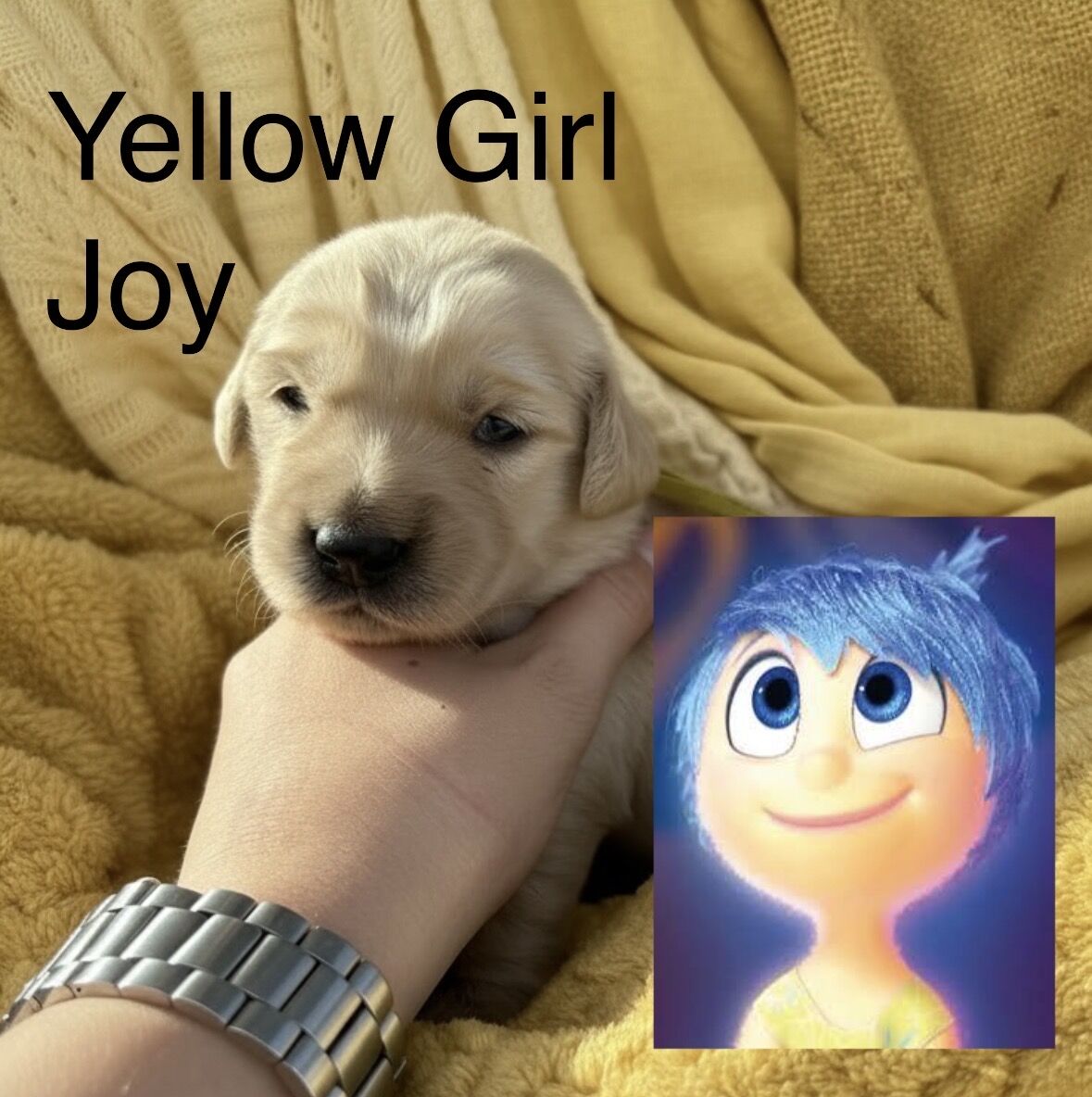 AKC Purebred Golden Retriever Puppies