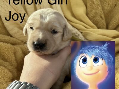 AKC Purebred Golden Retriever Puppies