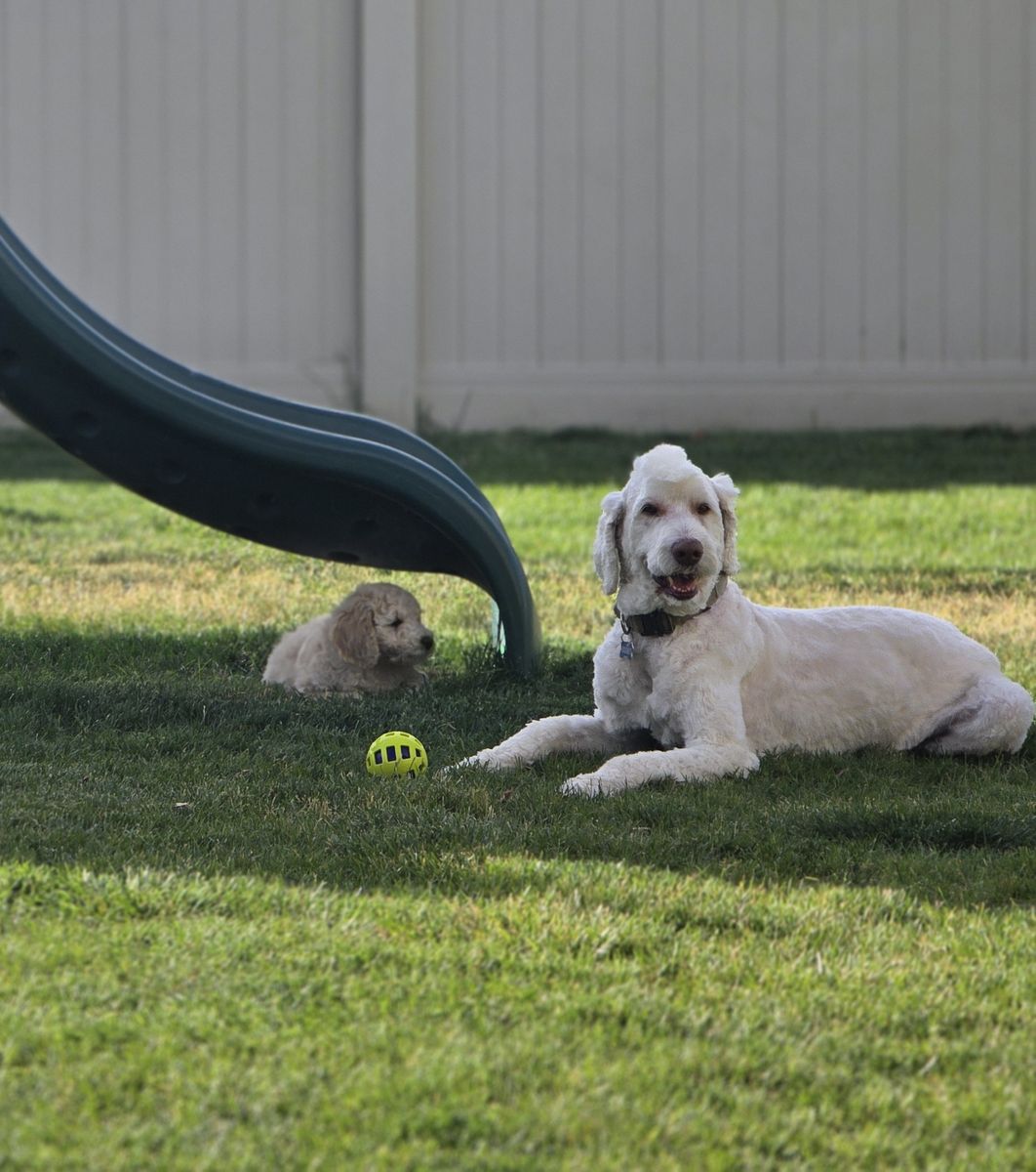 Golden Sheepadoodle Puppies
