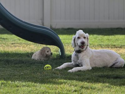 Golden Sheepadoodle Puppies