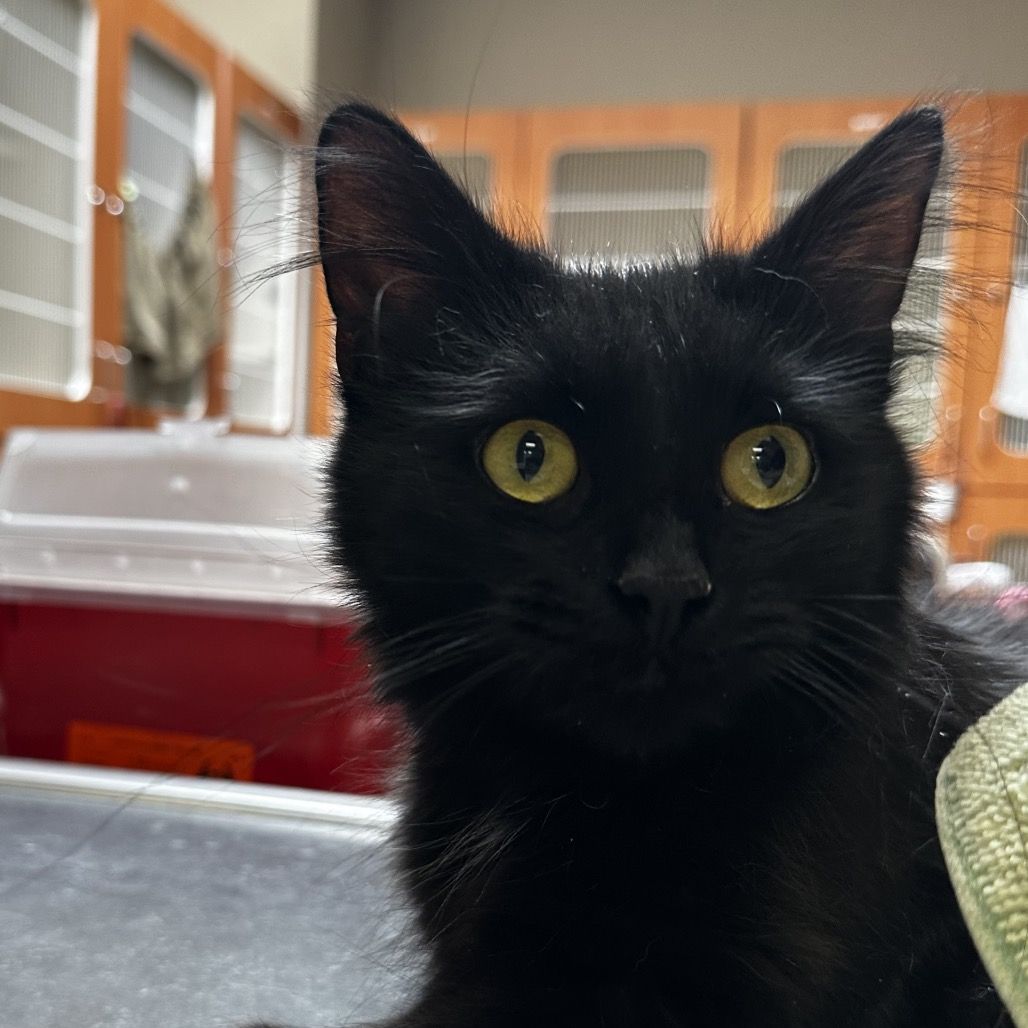 Hello my name is Pixel