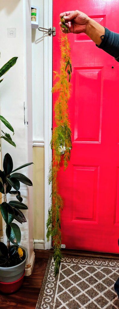 Hornworth aquatic plant