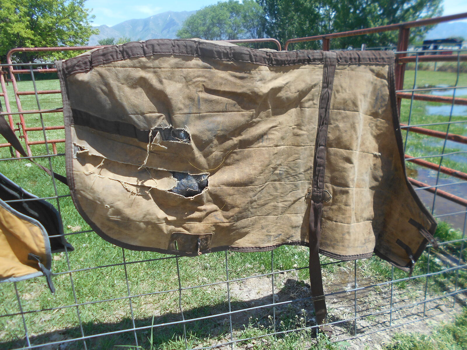 Horse Blankets