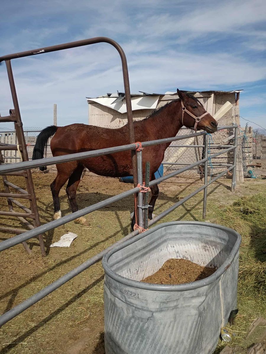 Broke to ride mare