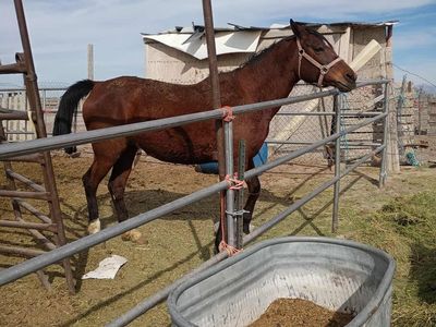 Broke to ride mare