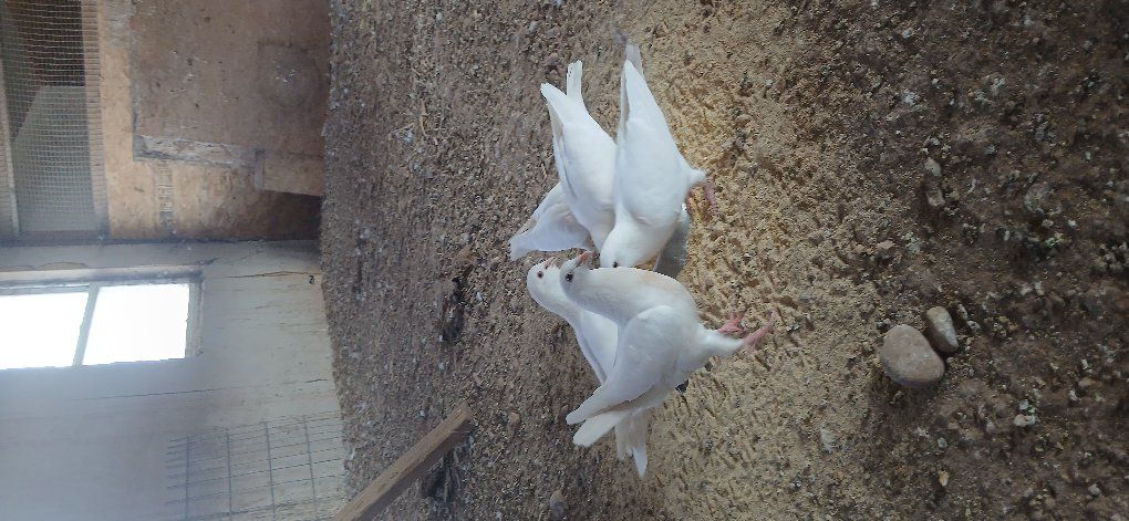 white king pigeons