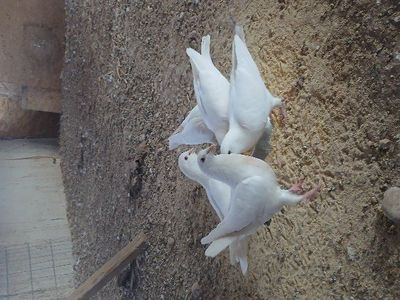 white king pigeons