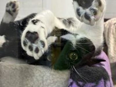 Roly Poly A163678 Available for Adoption