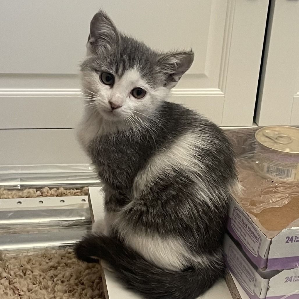 Hello my name is Nymph