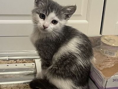 Hello my name is Nymph