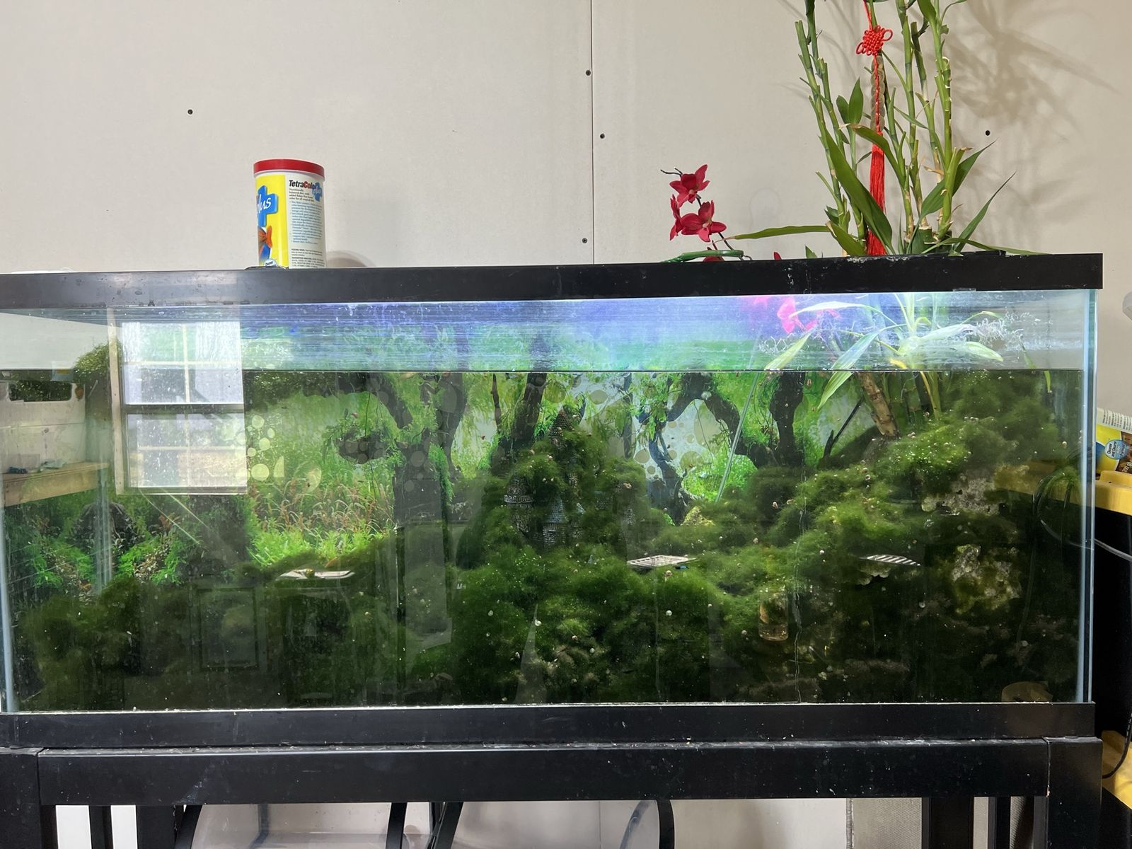 55 gallons aquarium 