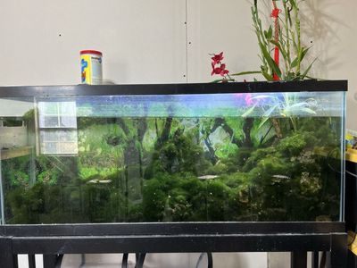 55 gallons aquarium