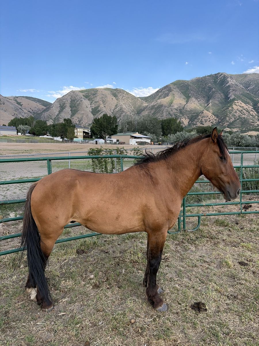 6 year old gelding