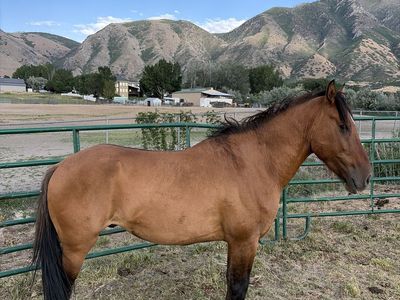 6 year old gelding