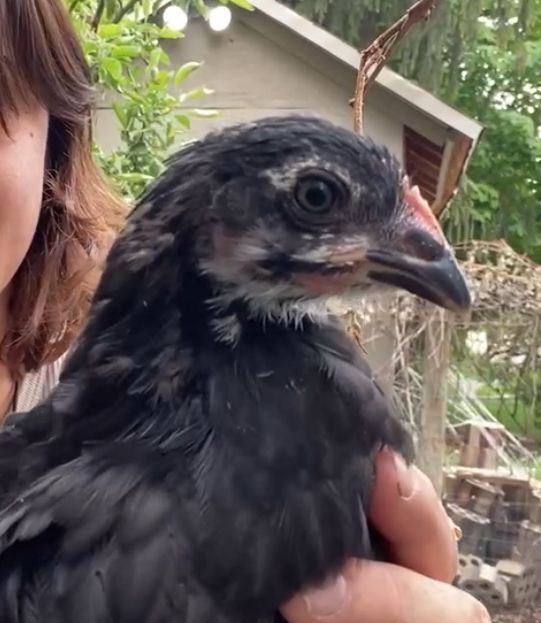 Marans Pullet--Coop Ready Barnyard Mix