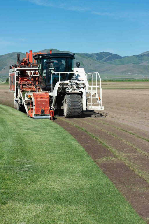 Bluegrass and Tall fescue sod