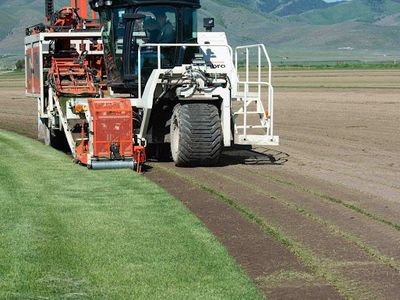 Bluegrass and Tall fescue sod