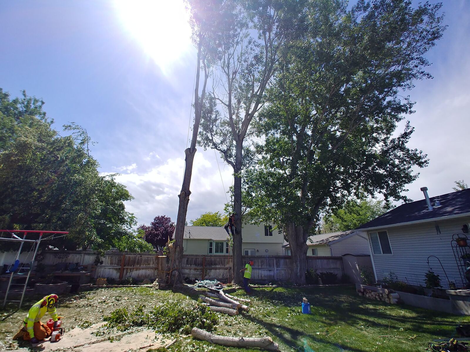 Rent A Monkey Tree Service