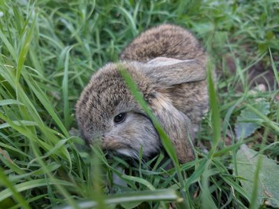 French Lops FOR RESERVE male PETAGREE on request