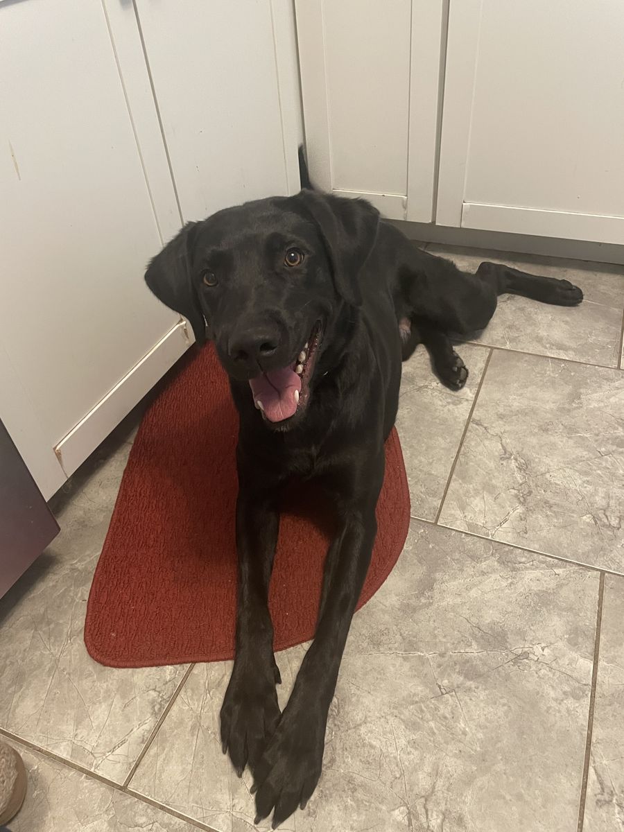 Trained intact Black lab