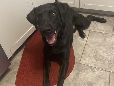 Trained intact Black lab