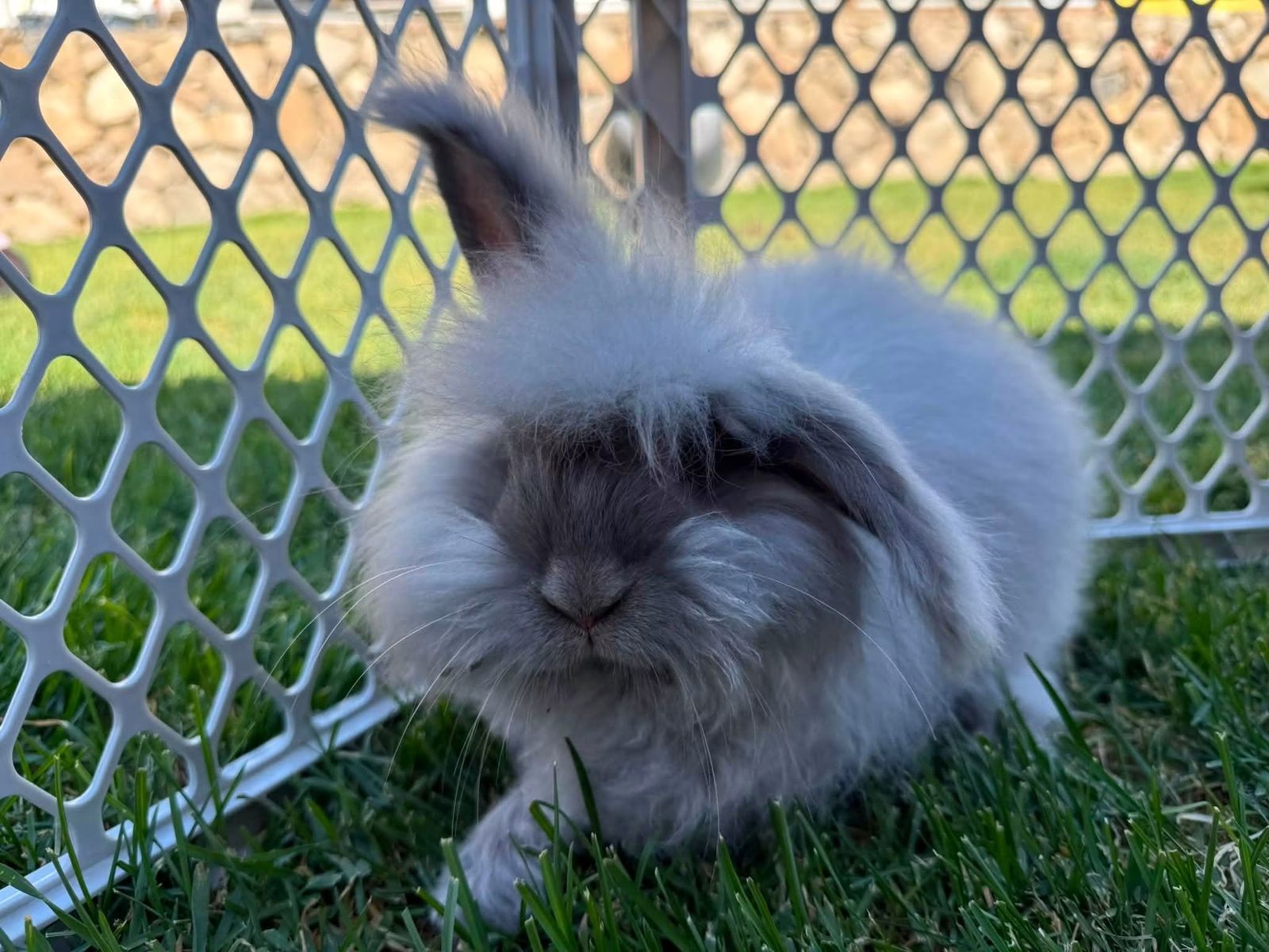 Free English Angora, fully pedigreed purebred, Lilac, pet home