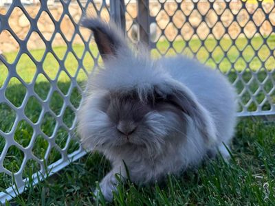 Free English Angora, fully pedigreed purebred, Lilac, pet home