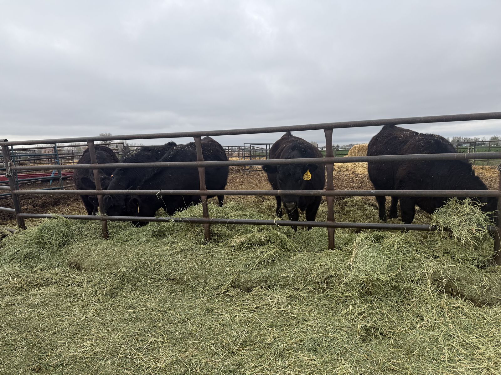 Angus Heifers For Sale
