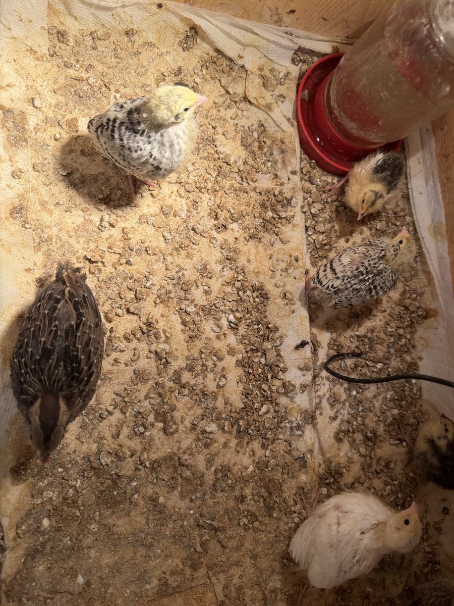 Quail