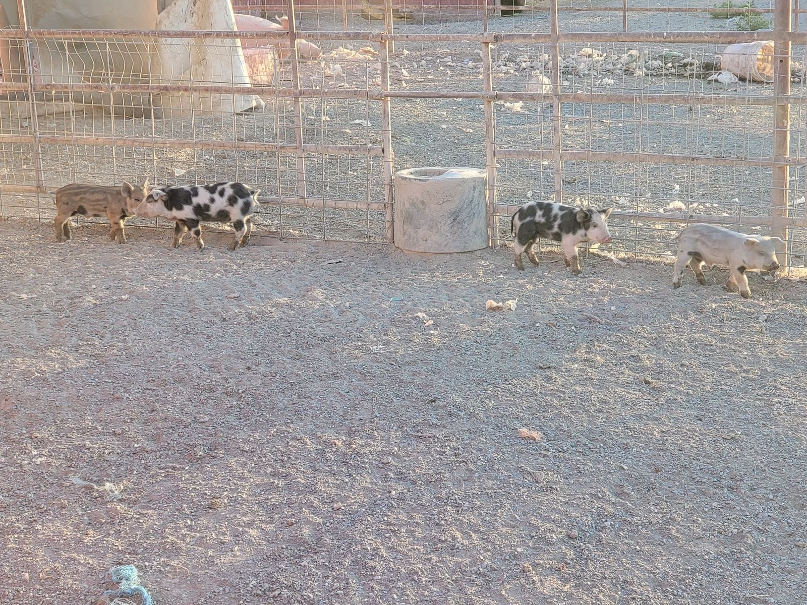 10 Healthy Piglets for Sale - Various Colors