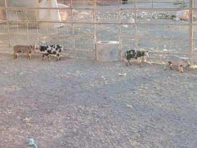 10 Healthy Piglets for Sale - Various Colors