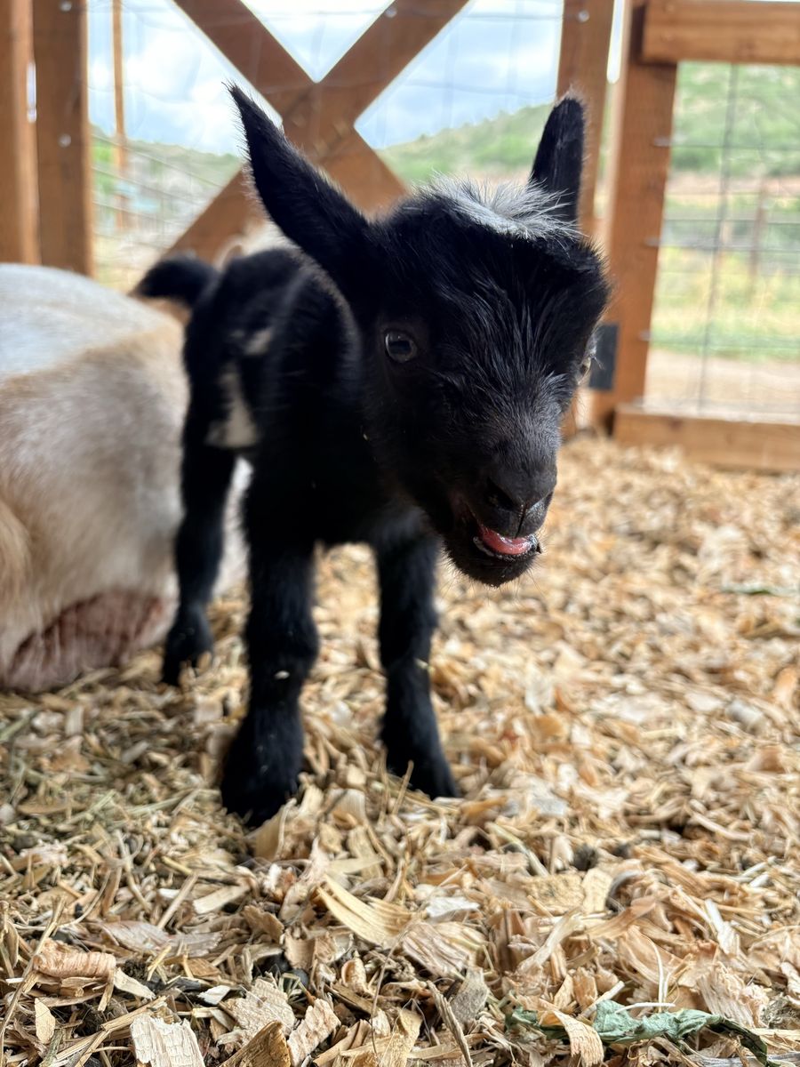 ADGA Nigerian Dwarf Bottle Baby Buckling (boy goat)