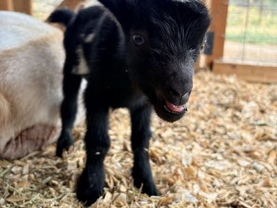 ADGA Nigerian Dwarf Bottle Baby Buckling (boy goat)