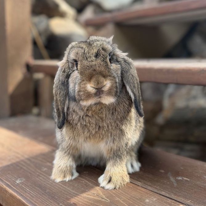 Chestnut Holland Lop Doe Ready Now