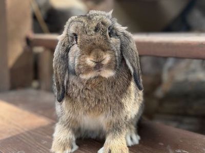 Chestnut Holland Lop Doe Ready Now