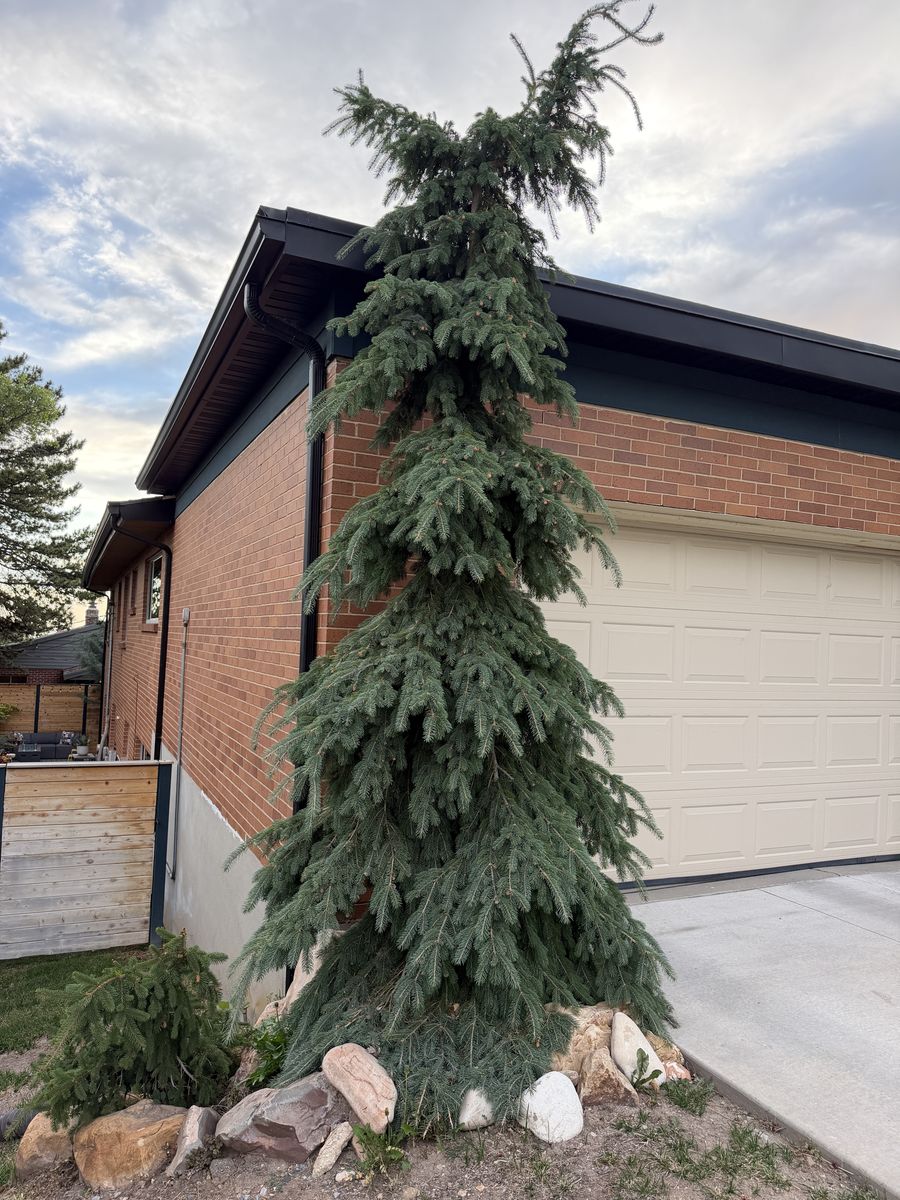 Weeping White  Spruce