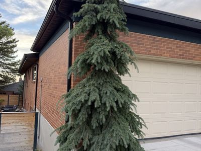 Weeping White Spruce