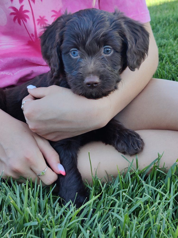 Mini golden aussiedoodle puppies for sale