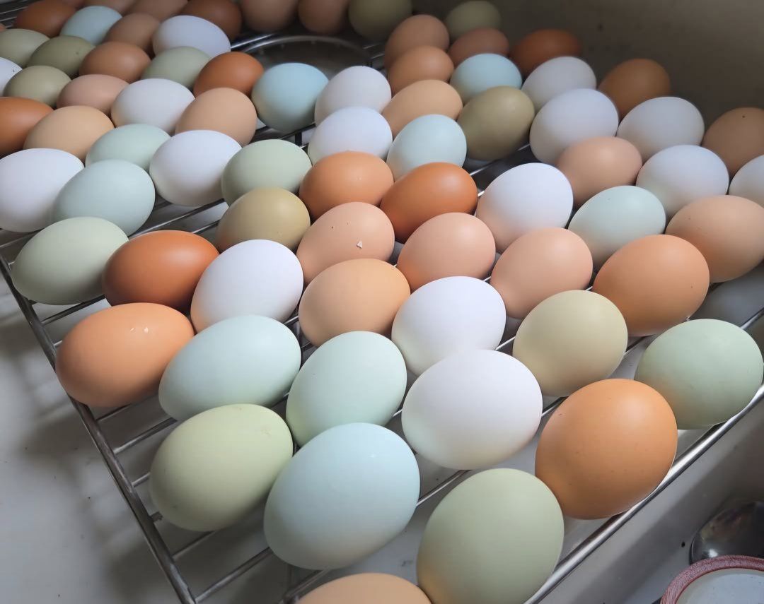 Fresh Farm Raised Colorful Eggs Assortment